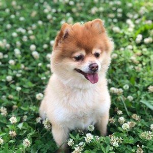 Meet your Posher, Daphne